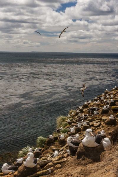 Saunders Island Black-browed albatross colony